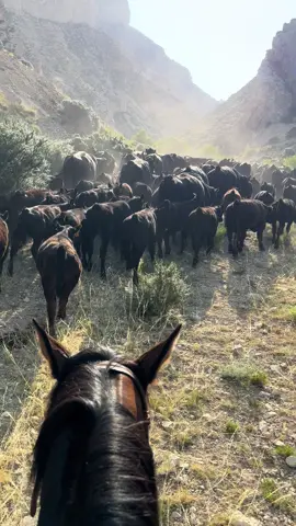 Flying E Ranch Cowley, WY #flyingeranch #wyomingranch #wyoming #wyominglife #ranchlife #ranch #cattle #cows #blackangus #beef #cowboy #cattleranch #wyo #horses #canyon 