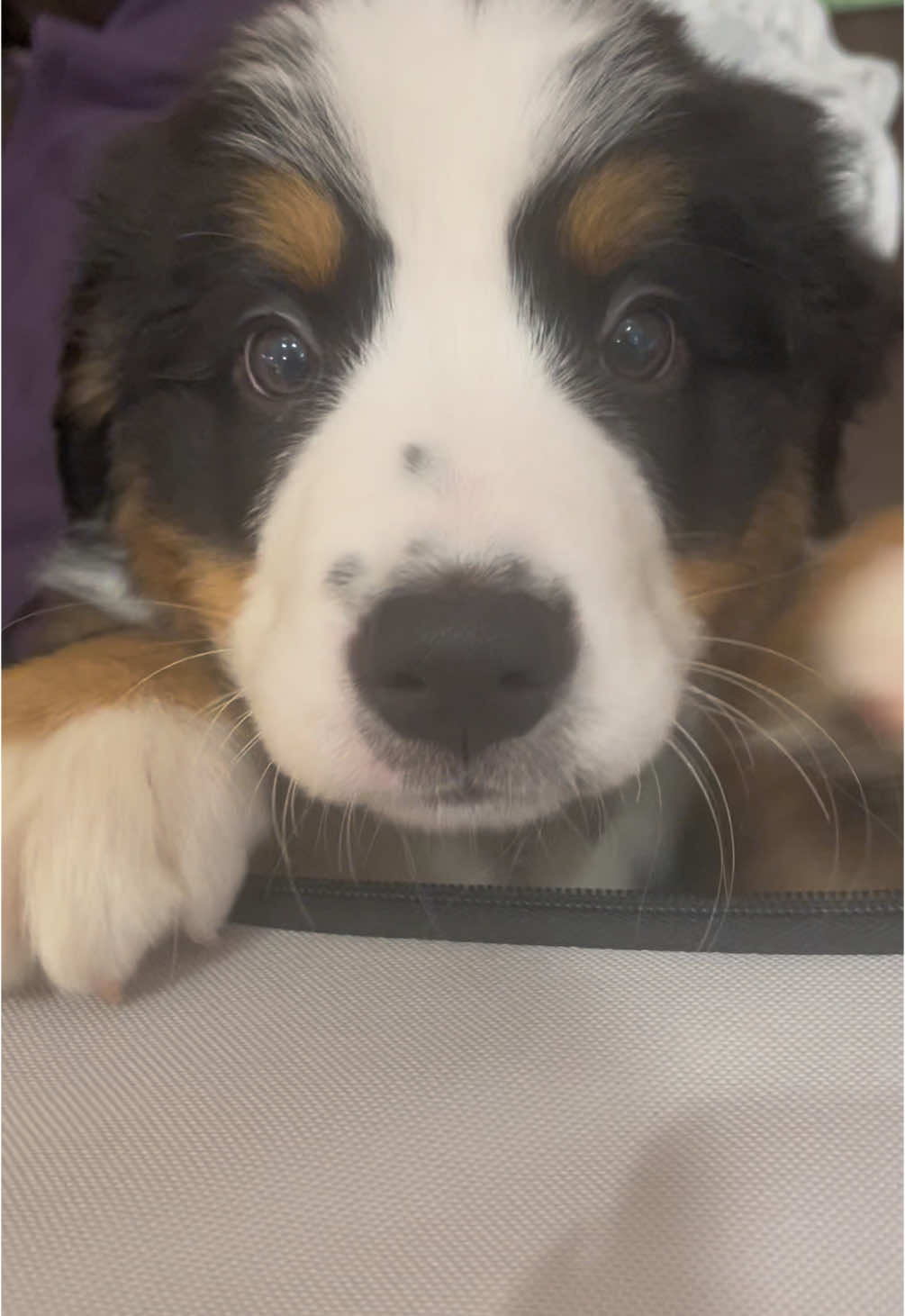 Puppy sounds ☺️🥹 #puppysounds #bernesemountaindog #puppy #dogsoftiktok #nashtheberner #puppybreath #puppybernesemountaindog 