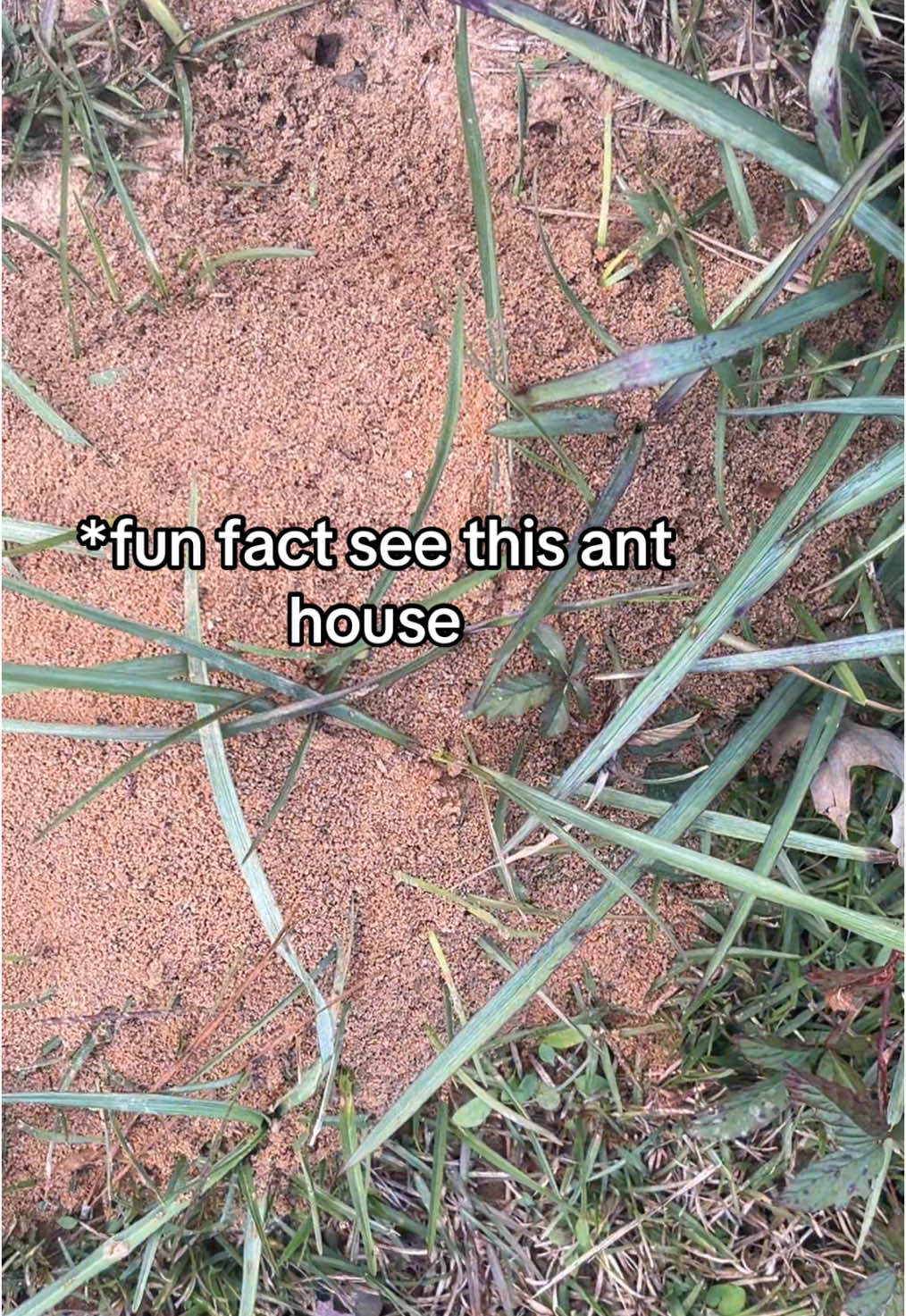 Live Yo Life Like Ants 🐜 #freechurch #explore #explorepage #fyp #explorepage #fyp #foryoupage #viralvideo #louisiana #alabama #texas #mississippi #florida #wisdom 