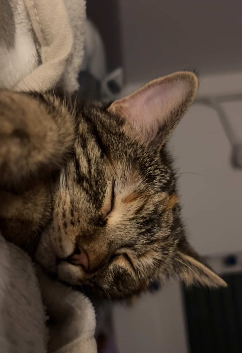 🐾💜good night💜🐾 #Love #kitten #cats #kittensoftiktok #fypシ゚ #snuggles #naptime 