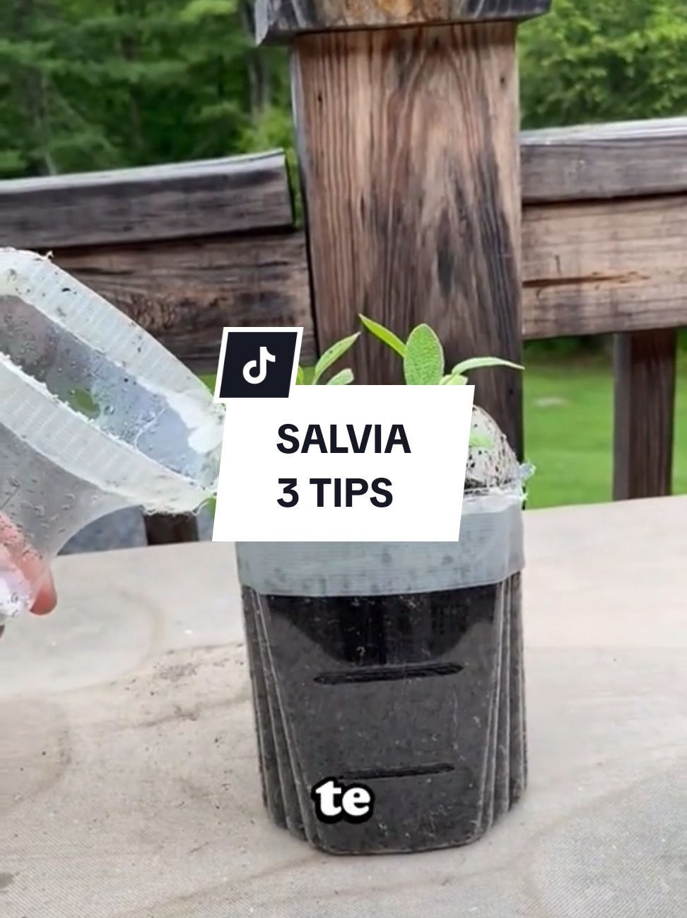 🌿 ¿Tu salvia está en problemas? ¡Aquí tienes 3 consejos para mantenerla saludable!  1️⃣ No la riegues en exceso: Riégala solo cuando el suelo esté seco al tacto. La salvia prefiere suelos secos y un exceso de agua puede dañar sus raíces. 2️⃣ Dale buena iluminación: Asegúrate de que reciba al menos 6 horas de luz solar directa al día. Si está en interiores, colócala cerca de una ventana soleada. 3️⃣ Pódala regularmente: Retira hojas secas y corta los tallos más viejos para promover brotes nuevos y evitar que se vuelva leñosa. ✨ Con estos cuidados, tu salvia será una estrella en tu huerta y en tu cocina. 👉 Aprende más sobre el cuidado de tus plantas en nuestro curso de Huerta Orgánica. Info en mi perfil.