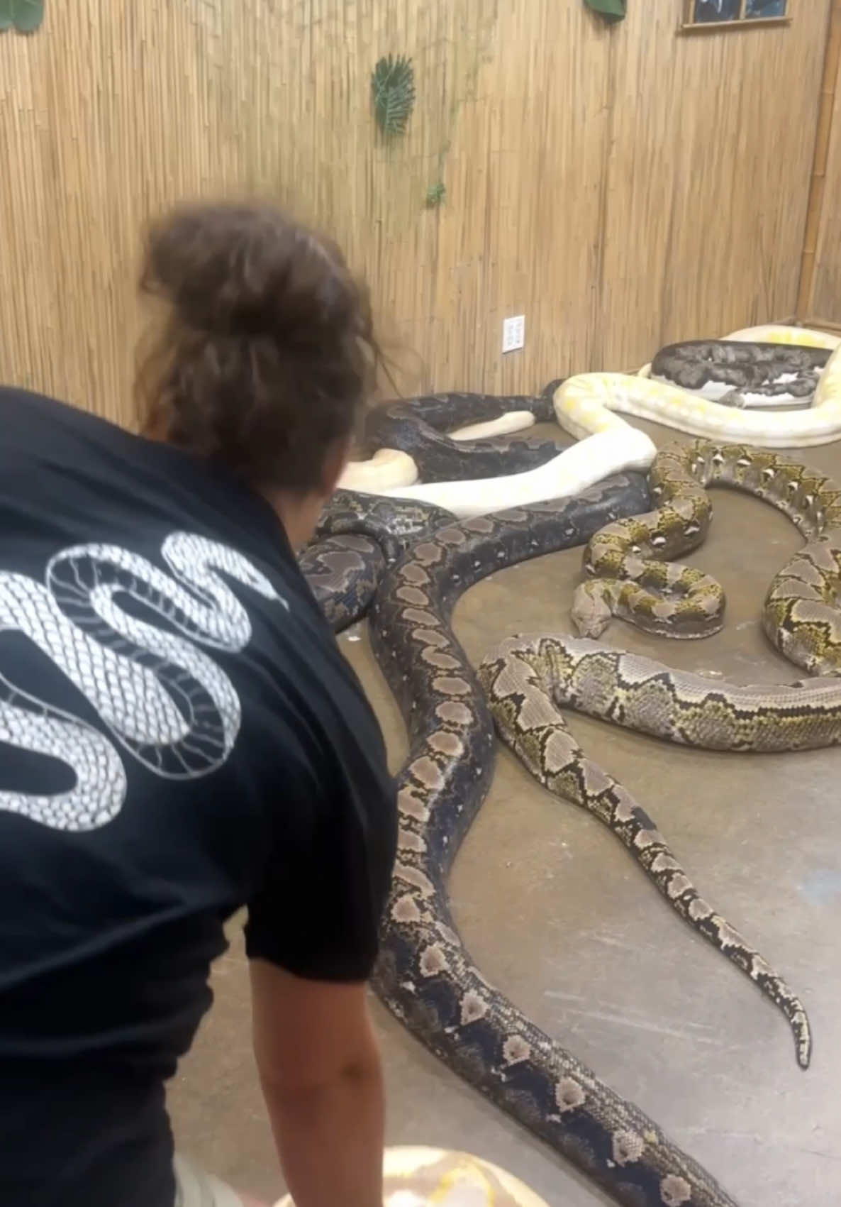 IT’S A SNAKE PARTY🥳 Just another day in the snake den! 🐍💪 Moving these massive beauties into a room filled with even more giants for cleaning day🥲When you’re surrounded by snakes, you have to stay calm, focused, and maybe a little fearless!😅 • • • • #wow #reel #animals #snakes #wow #beautiful #lovely #funny #huge #funday #moving #giant #beauties #wild #wildlife #reticulated #python #snake #den #party #beautiful #amazing #animals #cool #video #moments #tik #tok #tiktok #tiktokanimals  