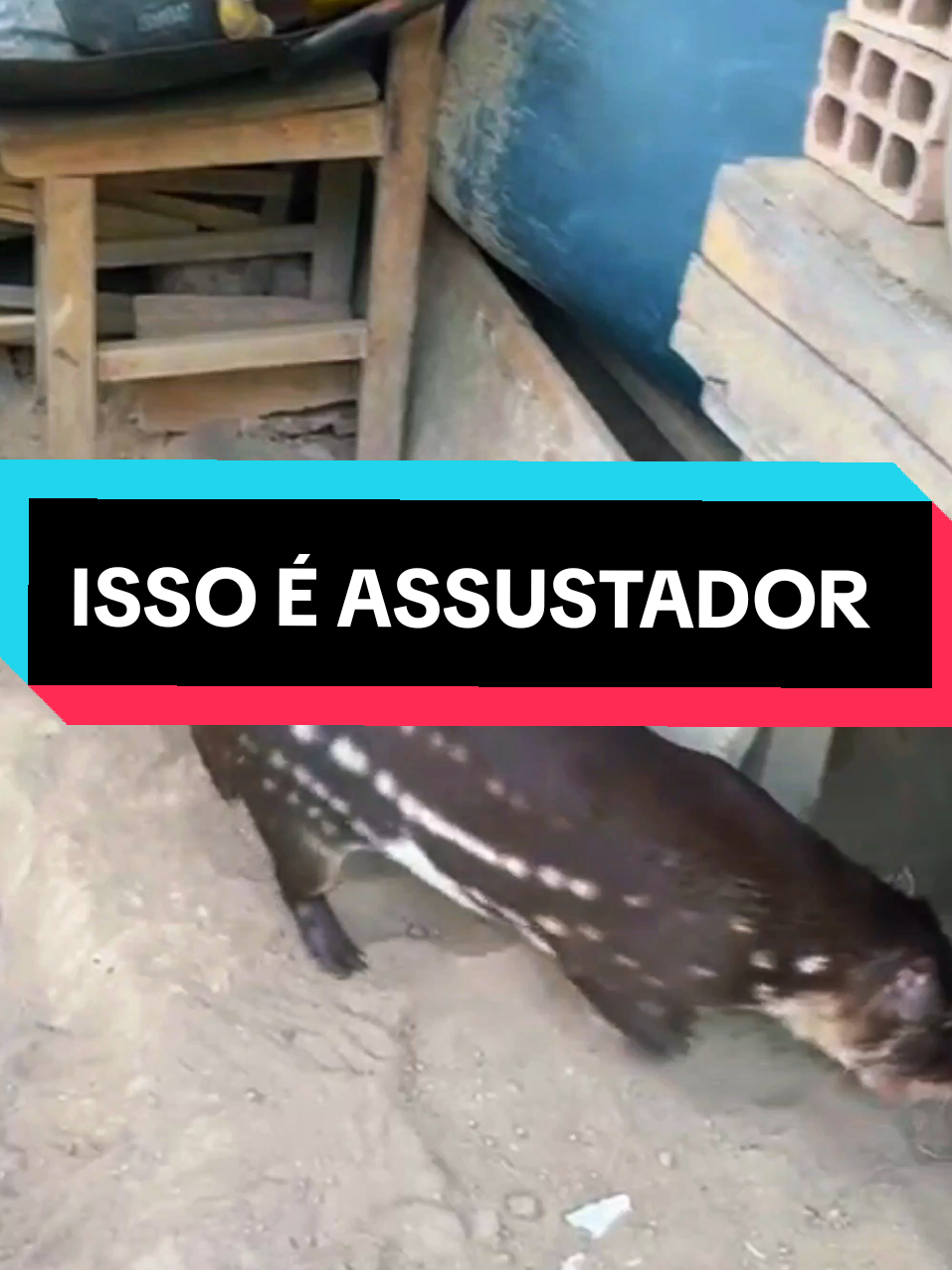 O RONCADO DÉSSA PACA É ASSUSTADOR #faunabrasileira #animaisselvagens #paca #Cuniculuspaca #roedor #espera #caçador #ceva 