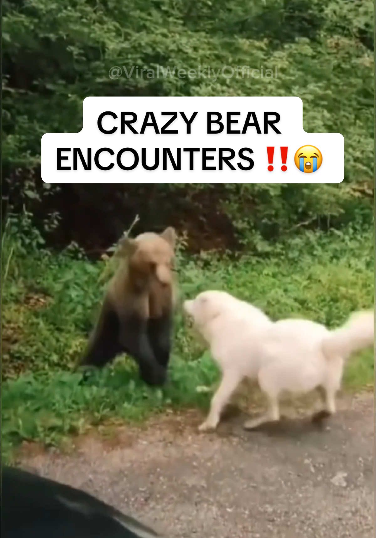 CRAZY BEAR ENCOUNTERS ‼️😭 #wildbear #blackbear #brownbear #animalsoftiktok #wildanimals #animalsoftheworld 