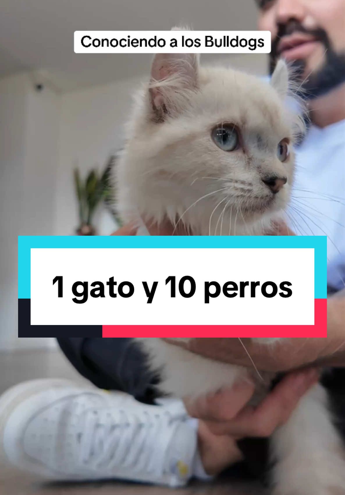 El gato cornelio conoce a 10 de sus hermanos #Bulldgos 😅😮‍💨😎 todo salio bien. Lo aceptaron en la manada 😎🙌🏻 #mascotas #gato #perro