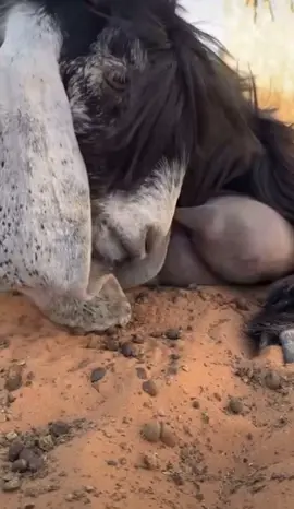 Hungry goat 🐐 drinking her own milk #viralvideo #shorts #animals #wildlife #Zoo #🇺🇸🇺🇸 