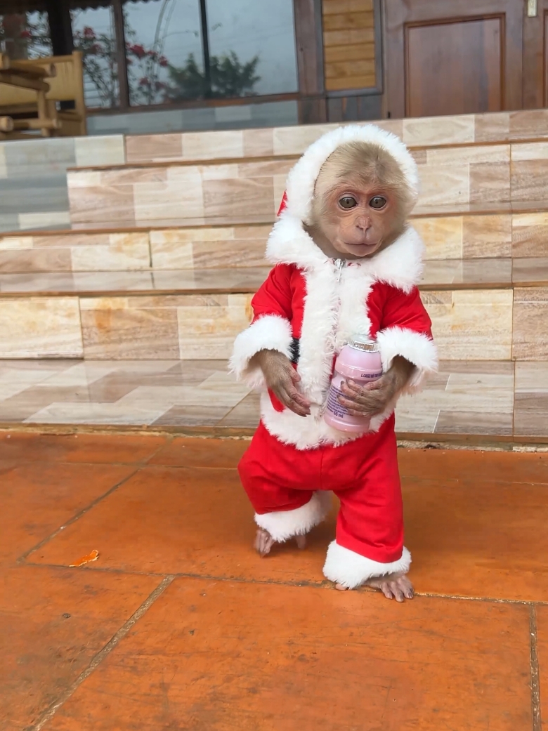 Cute monMerry Christmas. #babymonkey #cuteanimals #monkeydluffy #monkeysoftiktok #xmas #cutemonkey 