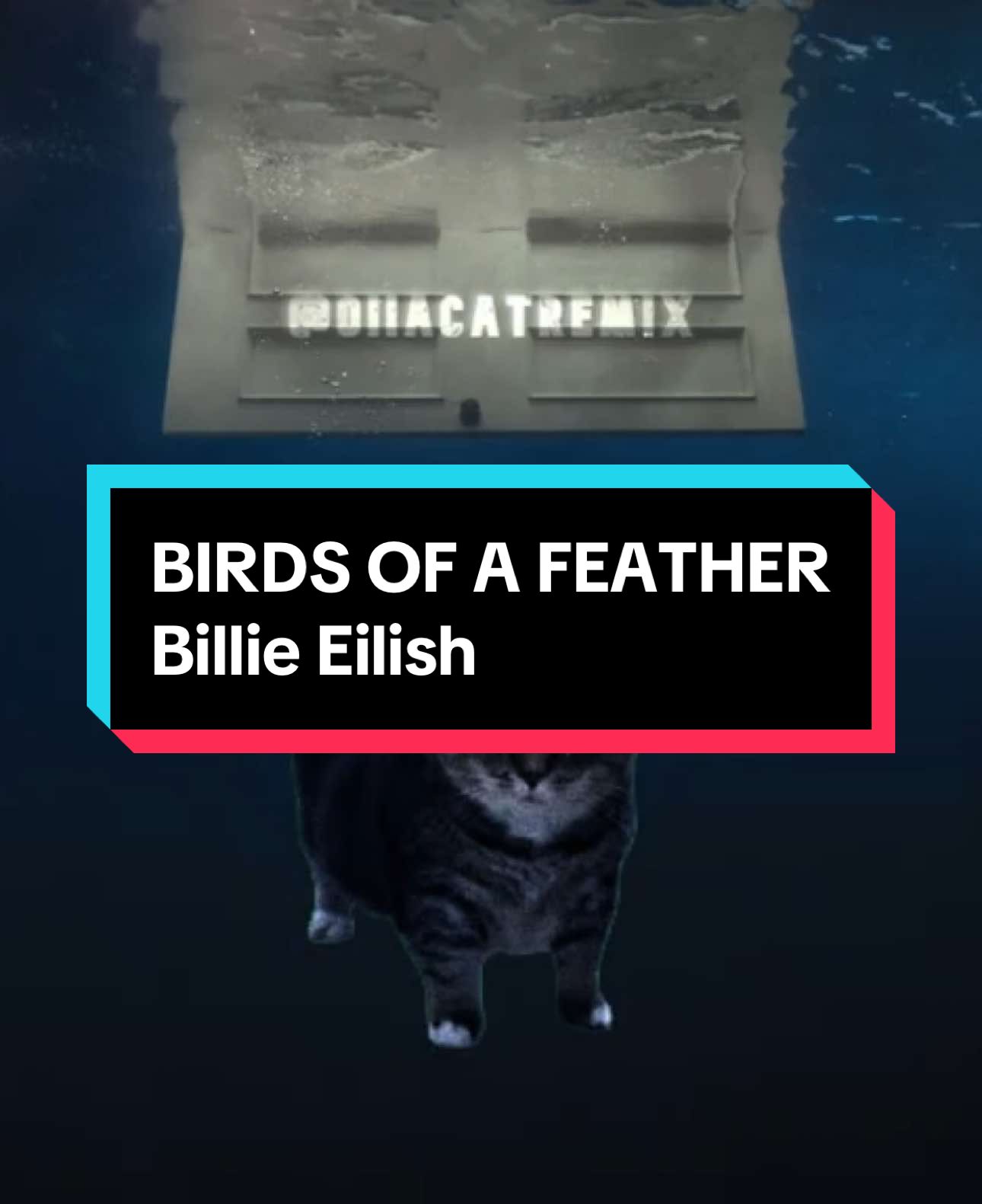 OIIA x BIRDS OF A FEATHER | Billie Eilish #spinningcat #song #lyrics #brainrot #reels #fyp #lyricsedit #oiiaiiooiiai #uuiiaeoiiiuae #birdsofafeather #billieeilish #birdsofafeatherbillieeilish 