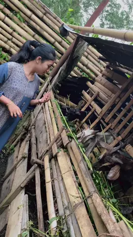Rutinitas anak desa  #laguminang #laguminangviral #laguminanghits #winda #rame #bismillahrame 