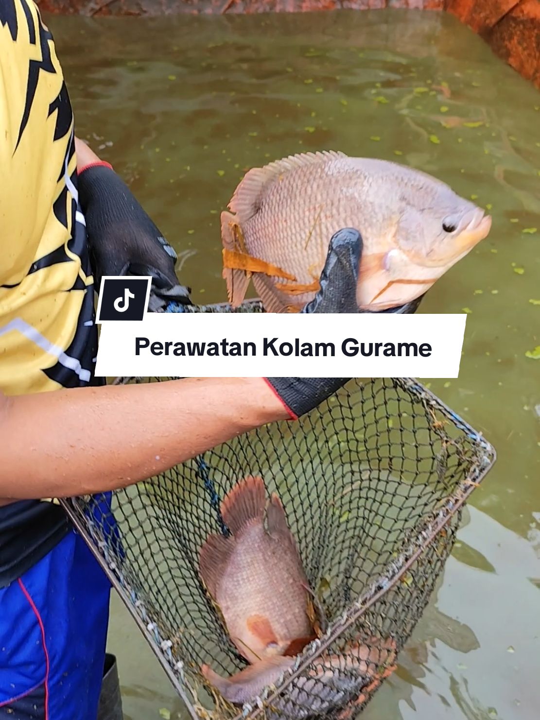 merawat air kolam ikan gurame pakai probiomax supaya gurame cepat besar #panenikan #gurame #ternakikan #fyp #probiomax 