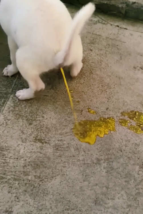 Dogs can’t control their poop#foryou #funny #cute #dog #poop 