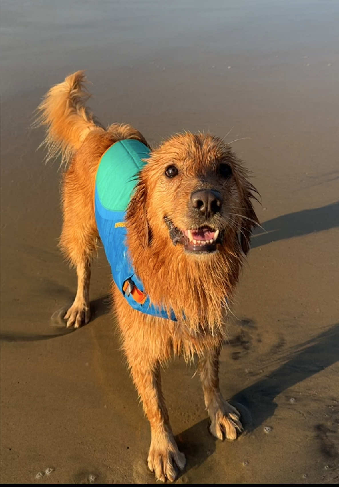 Me revolcó una ola 🌊🥥🌴 #goldenretriever #dogsoftiktok #acapulco 