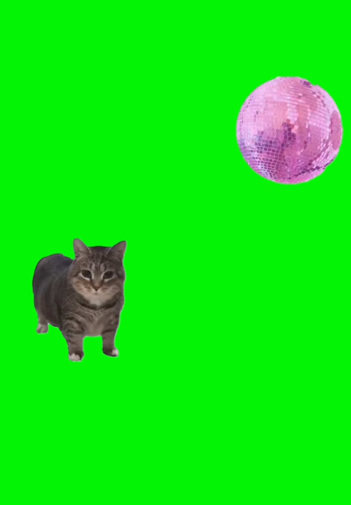 I Want To Make Oiiaoiia | Green Screen. Original video by @doombreaker #cat #catmeme #cats #kitty #meme #memes #dance #dancing #fyp #viral