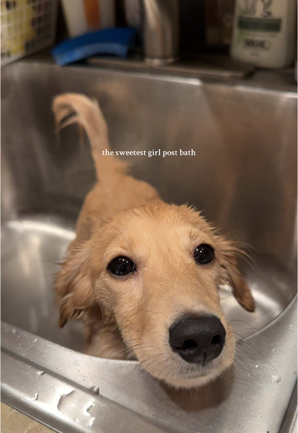 bath after a morning run in the dirt 🥲 she was a happy girl despite her puppy dog eyes haha