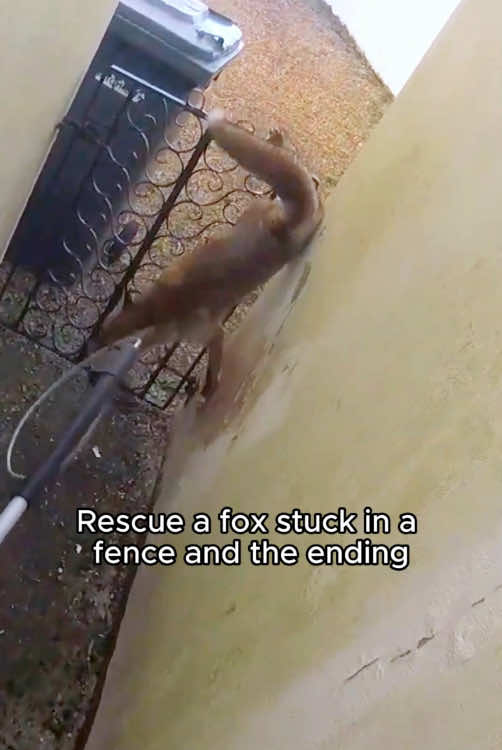 Rescue a fox #rescue #rescueanimals #animalsoftiktok #animal #fox 