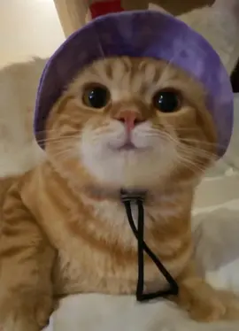 🥰 #cute #cat #foryou #tik #fyp #tiktok 