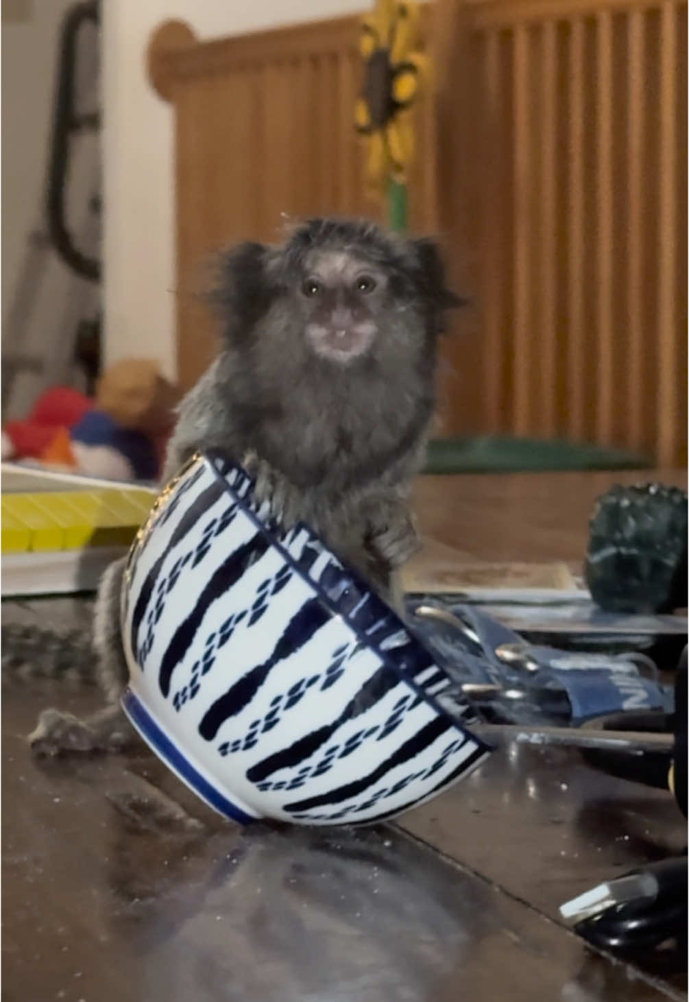 Sorry, I found your whipcream! #konathemarmoset #marmoset #pet #monkey 