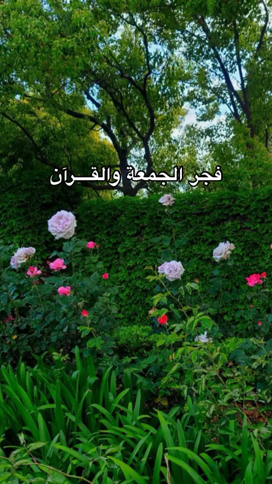 #قران_كريم @علي نمير | alinameer 