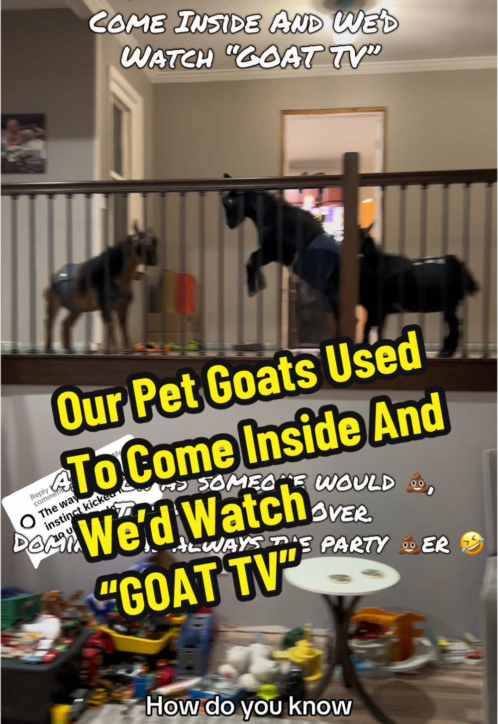 Replying to @The Crown Befits Me Our Pet Goats Used To  Come Inside And We’d  Watch “GOAT TV”. As soon as someone would 💩,  The Party Was Over.  Domino was always the party 💩er 🤣 My point being that it wasn’t necessarily instinct that sent them upstairs 😂#kidsonkerth #fyp #goats #goatsoftiktok #farmlife #nigeriandwarfgoats #farmanimals #funnypets #creatorsearchinsights #PetsOfTikTok #petlovers  animals funny videos in TikTok, small pets, happy goat, Animal house , goat pet, Nigerian dwarf goat, pet goat