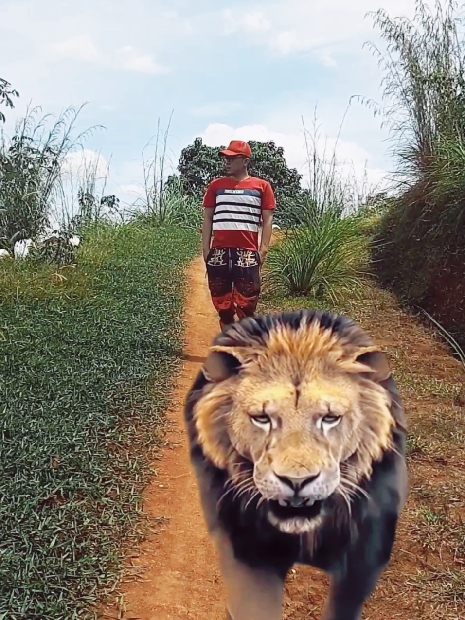 Disuruh jalan beriringan tidak mau, ingin selalu didepan, tidak mau diatur, ya udah silahkan duluan saja #CapCut #lion #greenscreen #walk 