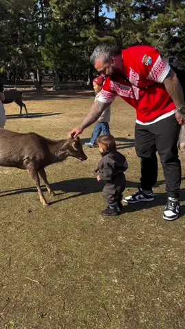 #viral #fyp Reposted from @colintilini ⚠️ CAUTION VIEWING ⚠️ One year ago, we made this unforgettable memory with Quantum at Nara Deer Park in Japan 🙄🦌. Quantum was attacked twice by deers and handled it like a champ—no injuries, just a bit shocked! 😅 But a tip for anyone visiting with kids: this was the second time it happened so look after your kids better than I did 😂
