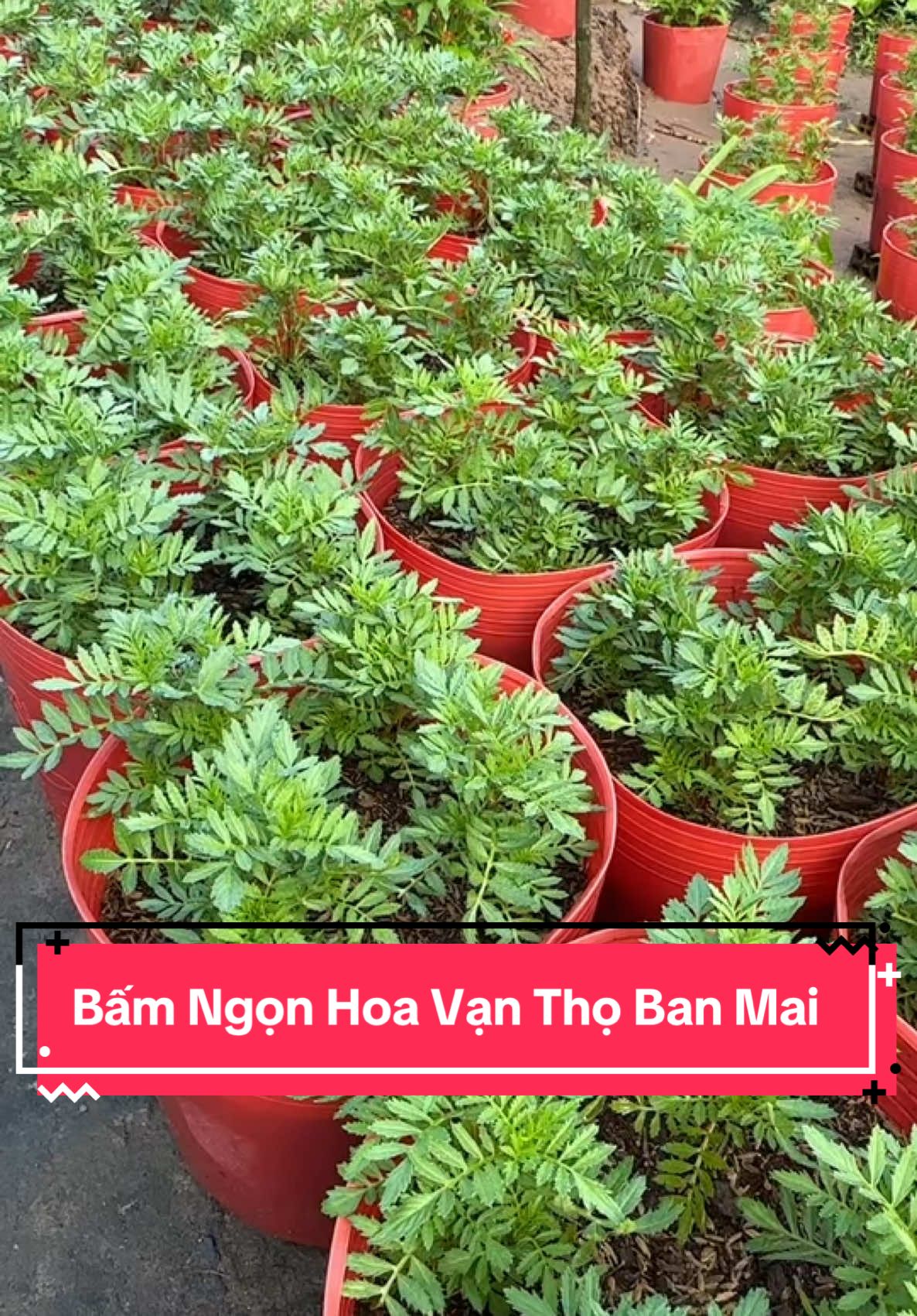 Bấm ngọn hoa vạn thọ ban mai. #kenhcuatoan #hoatet2025 #xuhuong