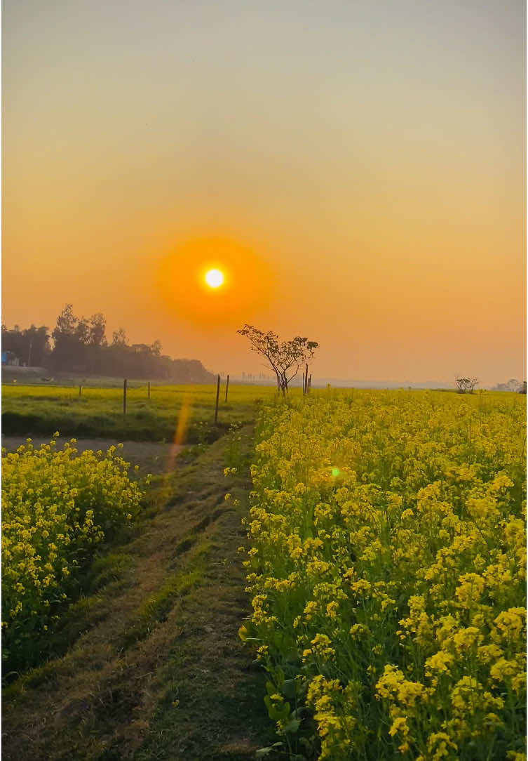 ᥫ᭡—মা-বাবার দোয়া ছাড়া জীবনে বড় হওয়া যায় না -//🤲 #প্রকৃতি #sky #tree #fyp #fypシ #fypシ゚viralシ #unfrezzmyaccount #tiktok #shorts #song #weather #views #reels #nature #natural #scenery #foryou #trending #viral #viralvideo #sunset #akash #NaYaN #NaYaN56 @TikTok @tiktok creators @TikTok Bangladesh 