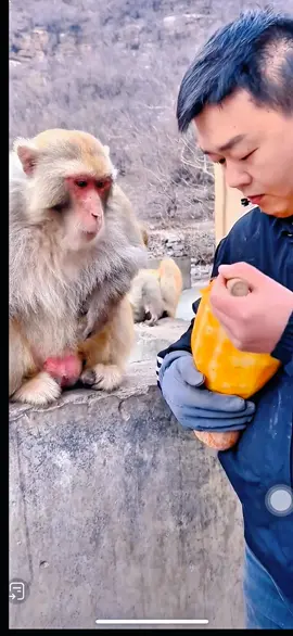 ##tiktok #monkey #foryou 