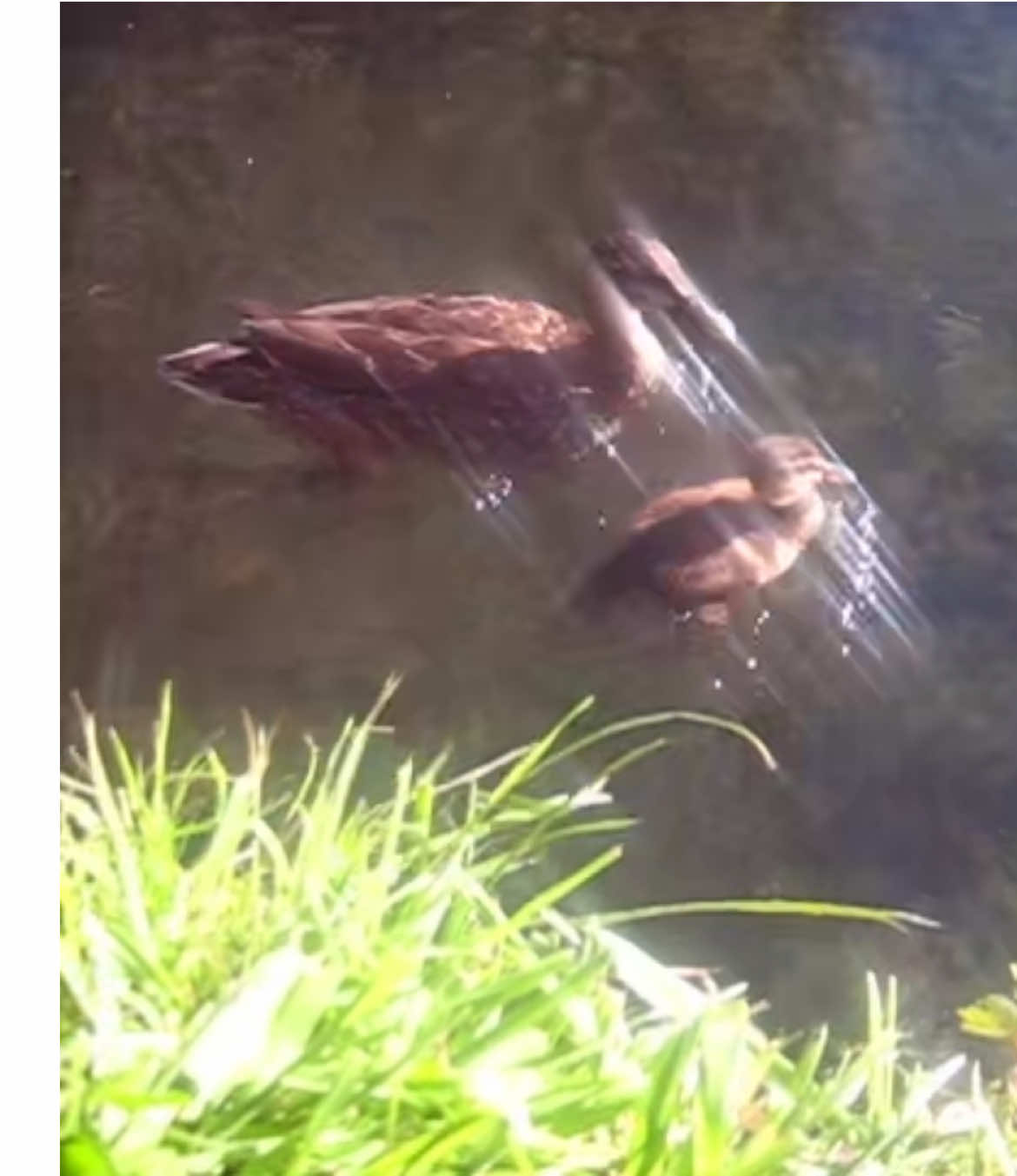 ducks #digicam #digitalcamera #pointandshoot #oldcamera #videodiary #nostalgia #memories #nature #early2000s #trees #river #ducks #birds #dream #creek 