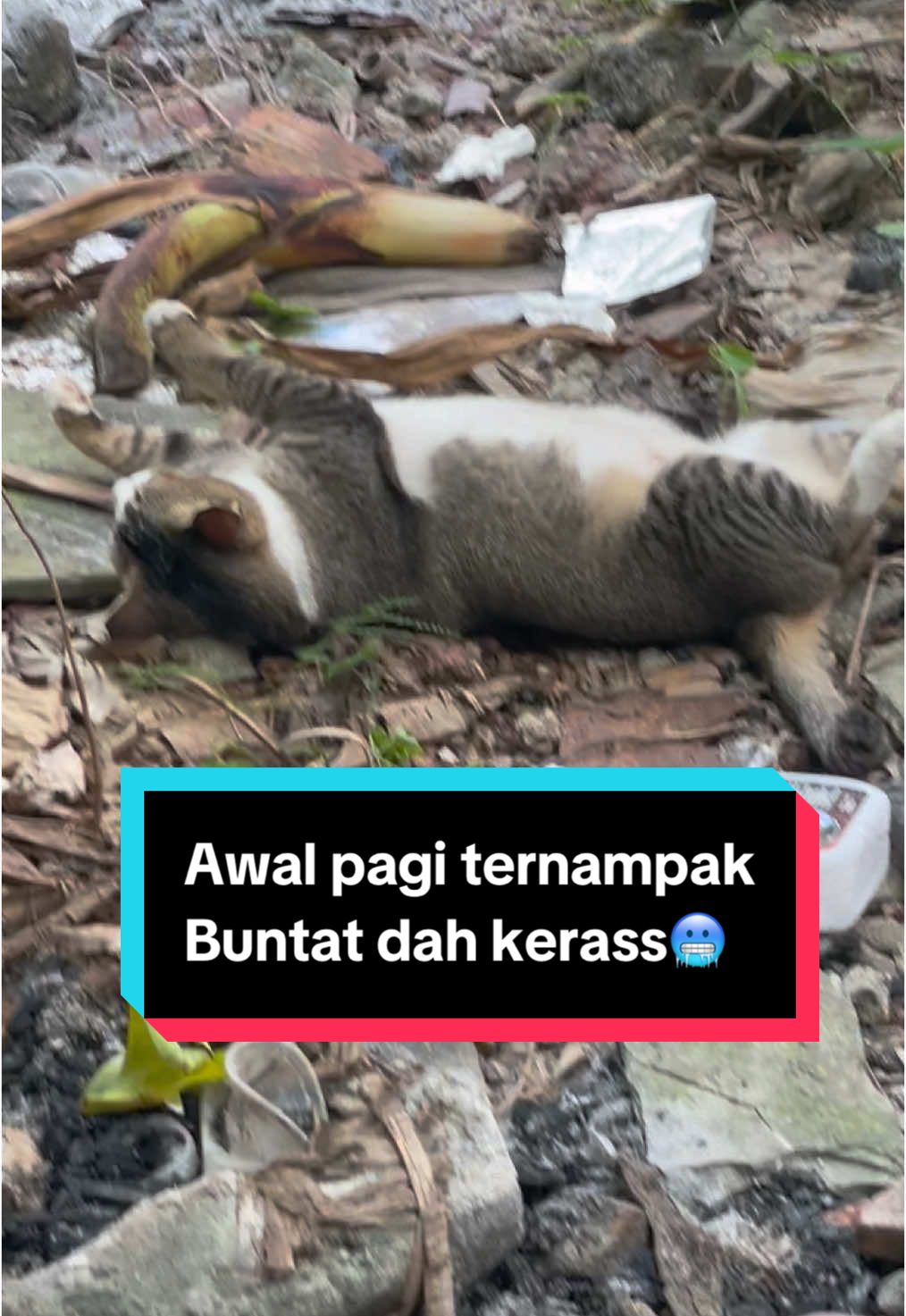 Korang penah kena prank kucing ke🤣