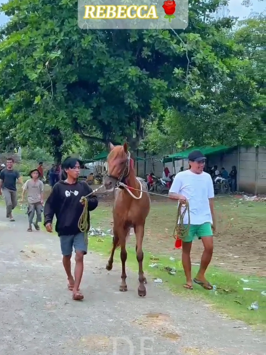 mesin rusak kembali ke performanya #REBECCA 🐎🐴🔥 #pacuankuda #kudapacu #pacuankuda #kudapacuindonesia #carerasdecaballos #pecintakuda #pecintakudapacuindonesia #pecintakudapacu🏇 #nttpride🏝🔥 #ntbpride🏝️🌴 #pacuankudaindonesia #fyp #fypシ゚viral #DZULJANNAH #kudaterjatuh 