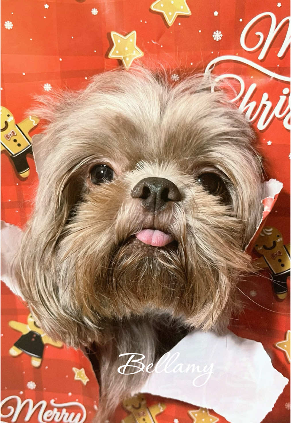 sooo cutee🎄✨😍 #dogsoftiktok #shihtzusoftiktok #livernoseshihtzu 