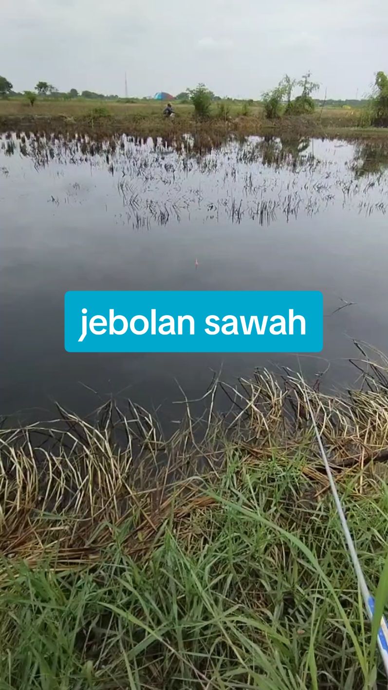 video kiriman mas yunud spot sawah mburi kolam cabean umpan cacing #fyp  #fypage  #viral  #mancing  #angler #mancingliar #mancingsidoarjo #anglersidoarjo #anglermania #mancingmania