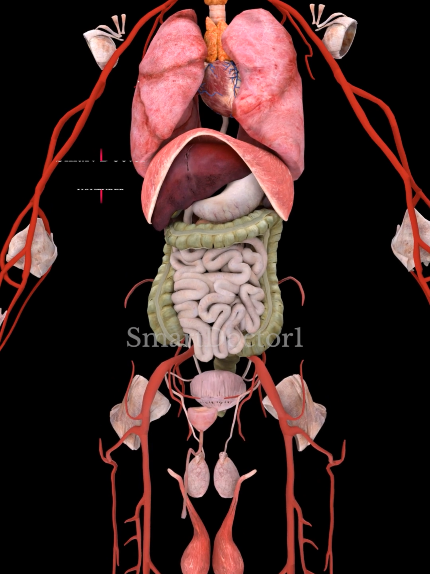 Human Internal Organs 🫁✨🫀 . . Heart: Responsible for pumping blood throughout the body, supplying oxygen and nutrients to tissues. Lungs: Facilitate gas exchange; oxygen is absorbed, and carbon dioxide is expelled. Liver: Processes nutrients from food, detoxifies harmful substances, and produces bile for digestion. Kidneys: Filter blood to produce urine, removing waste products and balancing electrolytes. Stomach: Breaks down food using acids and enzymes, beginning the digestion process. Intestines: Small intestine: Continues digestion and absorbs nutrients. Large intestine: Absorbs water and forms waste for excretion. Pancreas: Produces digestive enzymes and hormones, such as insulin. Spleen: Filters blood and helps fight infections. Gallbladder: Stores bile produced by the liver until it's needed for digestion. . . . #digestivesystem #system #digestive #intestine #anatomy #pregnancy #pregnancylife #pregnant #baby #mouth #esophagus #stomach #smallintestine #largeintestine #pancreas #liver #gallbladdercancer #anatomy #heart #smoker #lunges #lungs #muscles #muscle