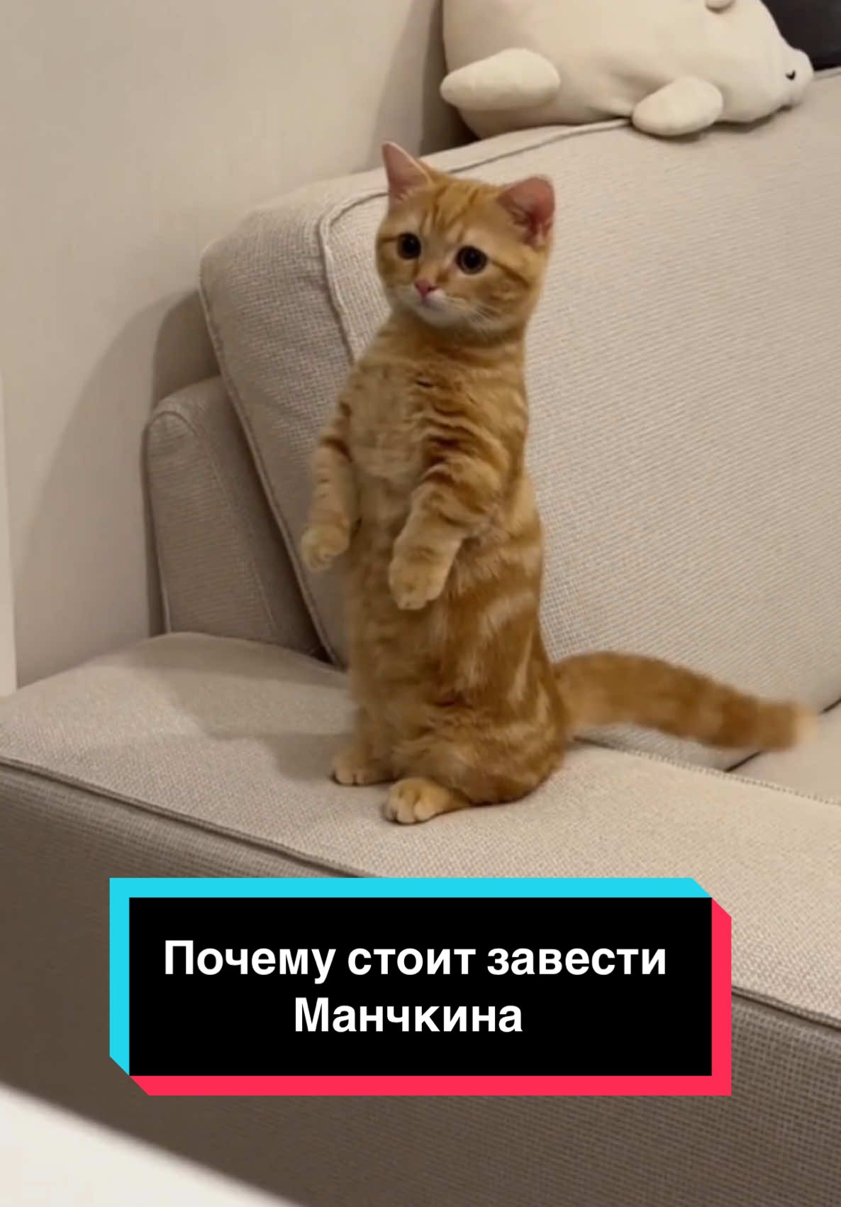 Почему стоит завести Манчкина?🥺                                                               #рек #топ #врекпж #животные 