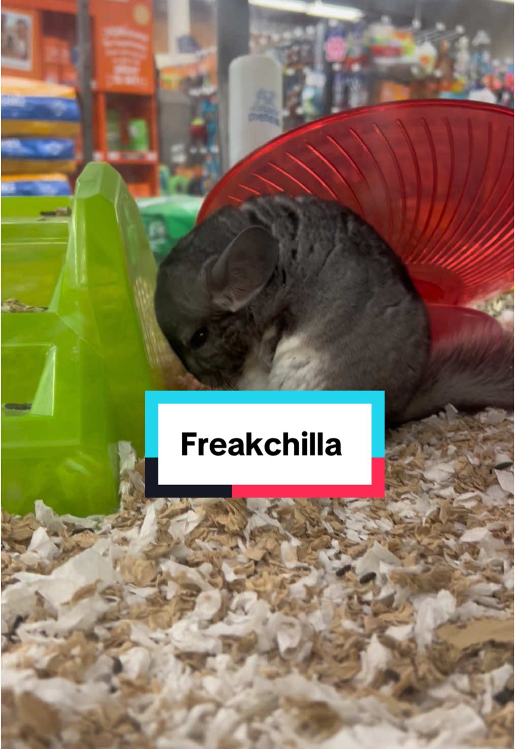 I can’t believe what we just saw!  Not so cute and cuddly after all, eww  #omg #fypage #chinchilla #whatthehell 