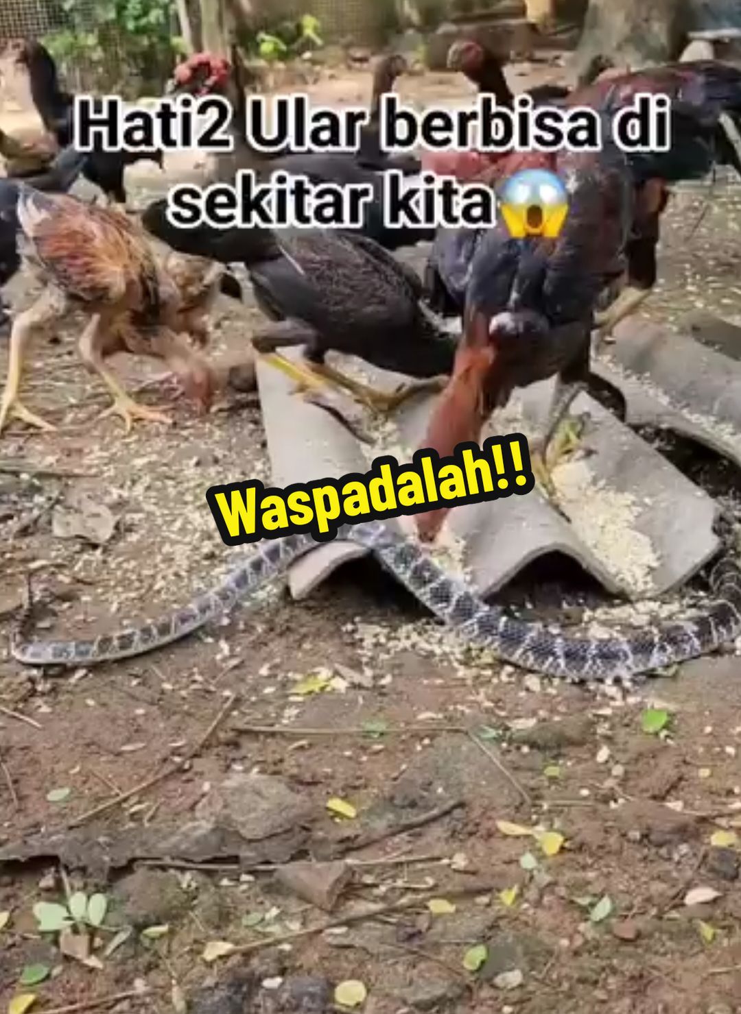 Hati2 Ular di sekitar kita😱 #ular #ularberbisa #videounik #TikTokAwardsID #foryoupage #viraltiktok #viralvideo #