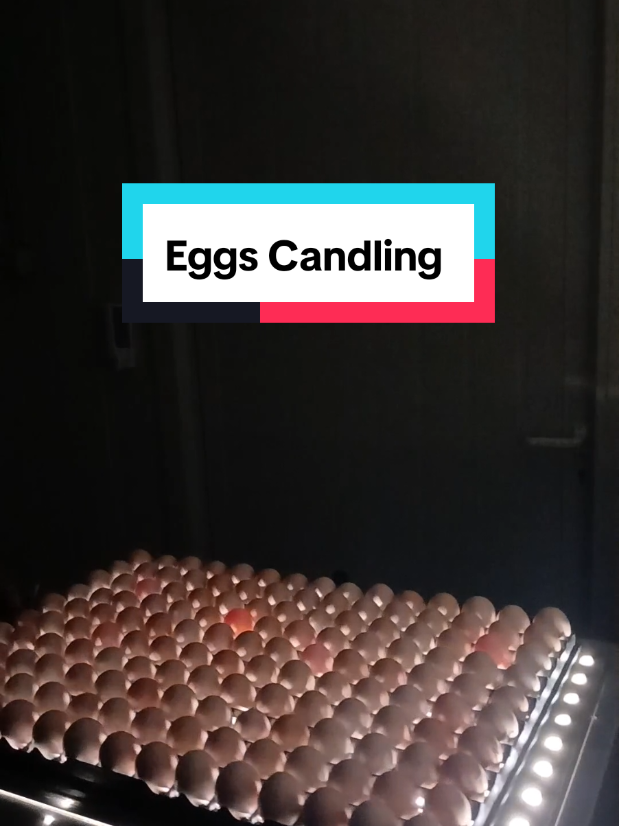 Eggs candling 🥚🥚🥚 #Hatchery #Candling #CapCut 