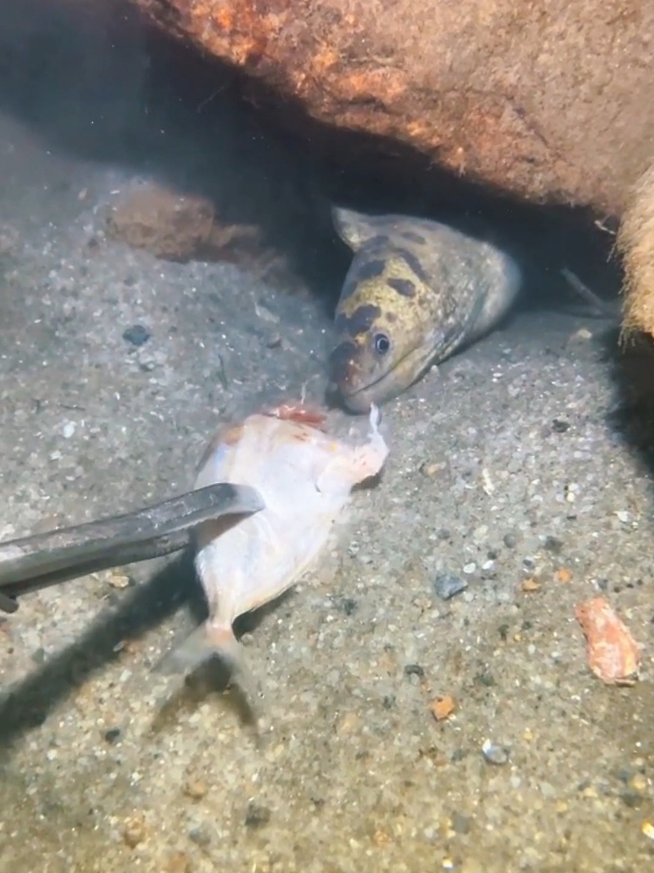 The black striped eel snatched a mouthful of dried fish from me. #diving #crab #seafood #harvestsea #eel #fish #seaside