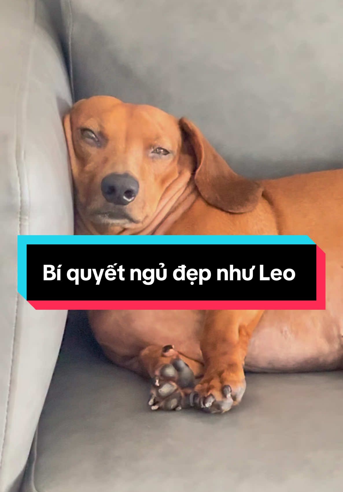 Cái nọng xếp li, cái cổ đi ăn giỗ chưa về, tóc tai thì rũ rượi 😆 #leothomthao #leothui 