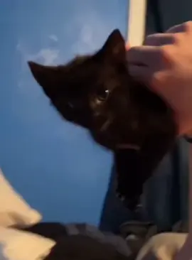Cats speak english#voiceover #fold #funny #funnyvideos #dog #foryou #cat #kitty #Love #catlover 