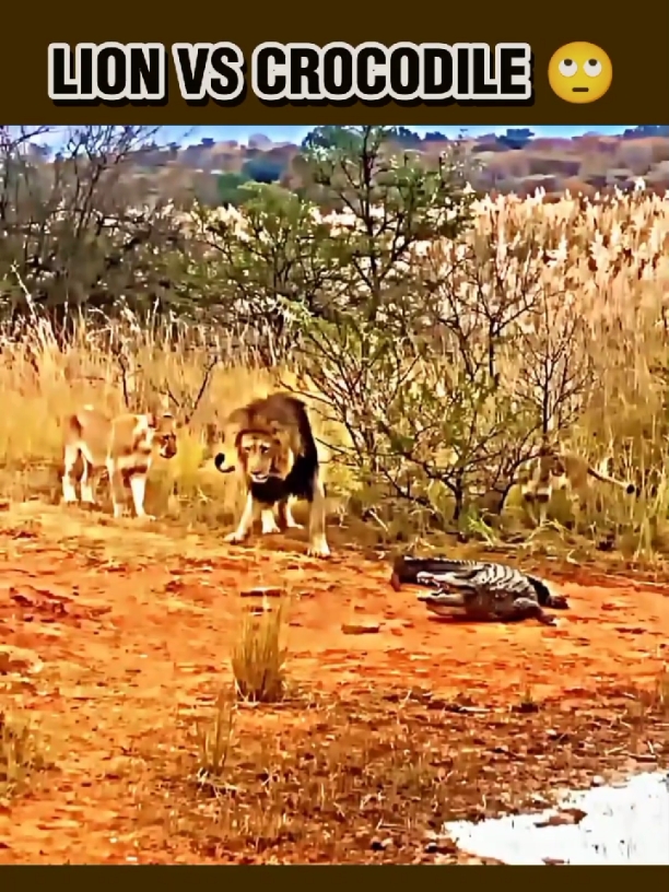 LION VS JAGUAR ATTACK ON CROCODILE 🥶🥶🥶💀💀💀 #hunter #attack #wildlife #standwithkashmir #unfreezmyaccout #growmyaccount #fy #fyp #fyyyyyyyyyyyyyyyy #lionking #trend 