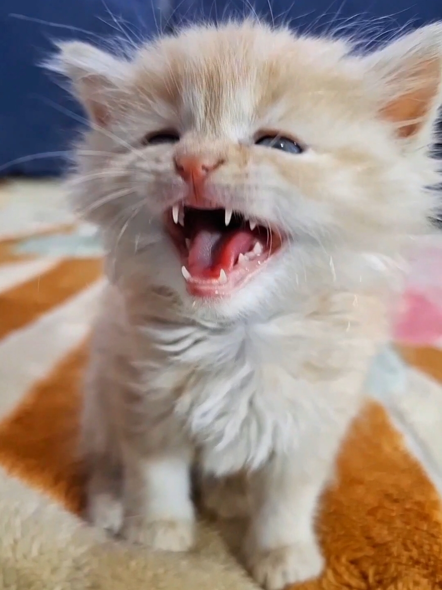 Kitten Meow Will Melt Your Heart #KittenSound #funny_kitten #Meow #KittenVoice #KittenMeow #FunnyCat #funny_animals #cutekitten