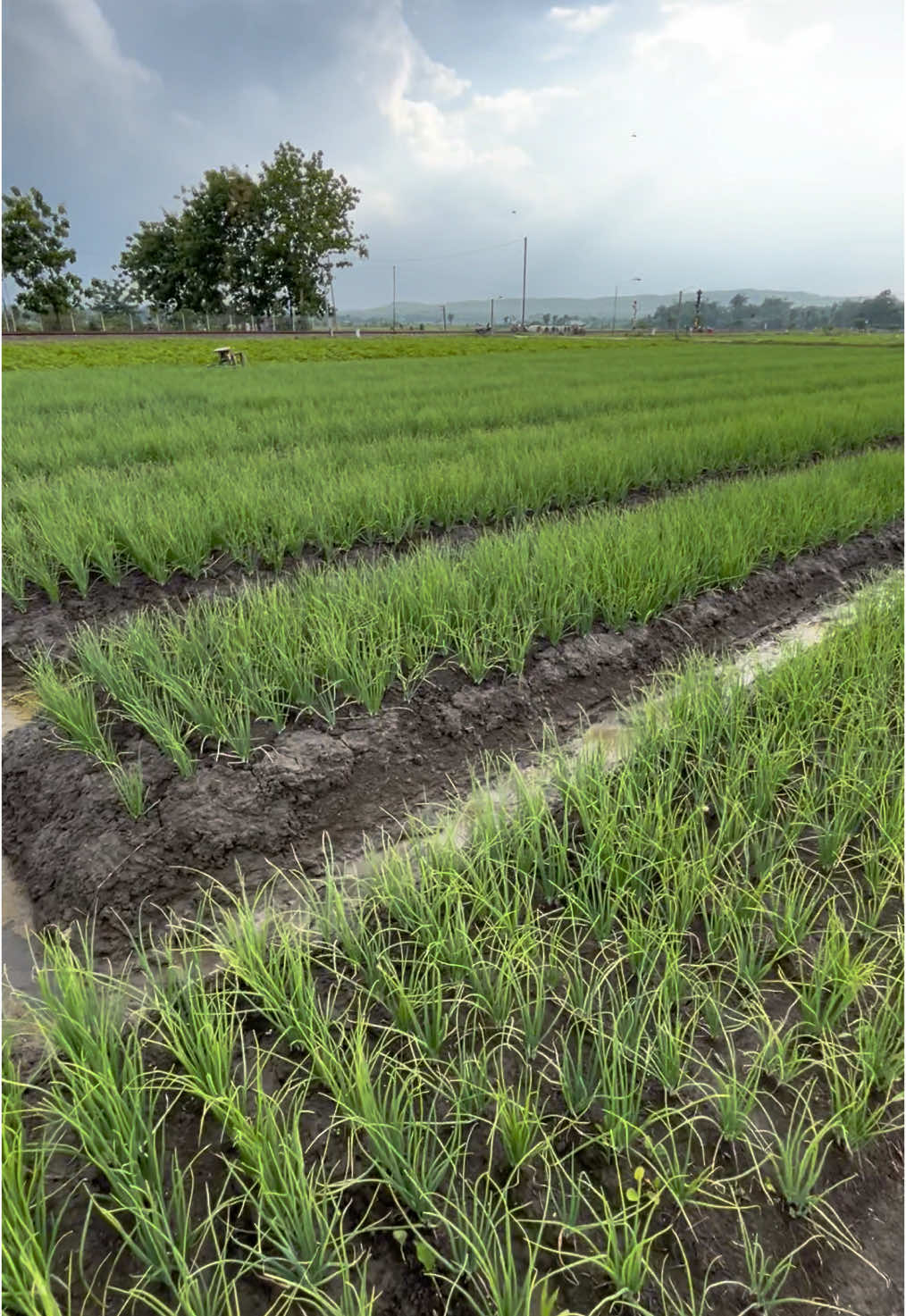 3 Sobat petani kang💪🏻 #petanimuda #brambangmerah#bosmuda😎#fypdong 