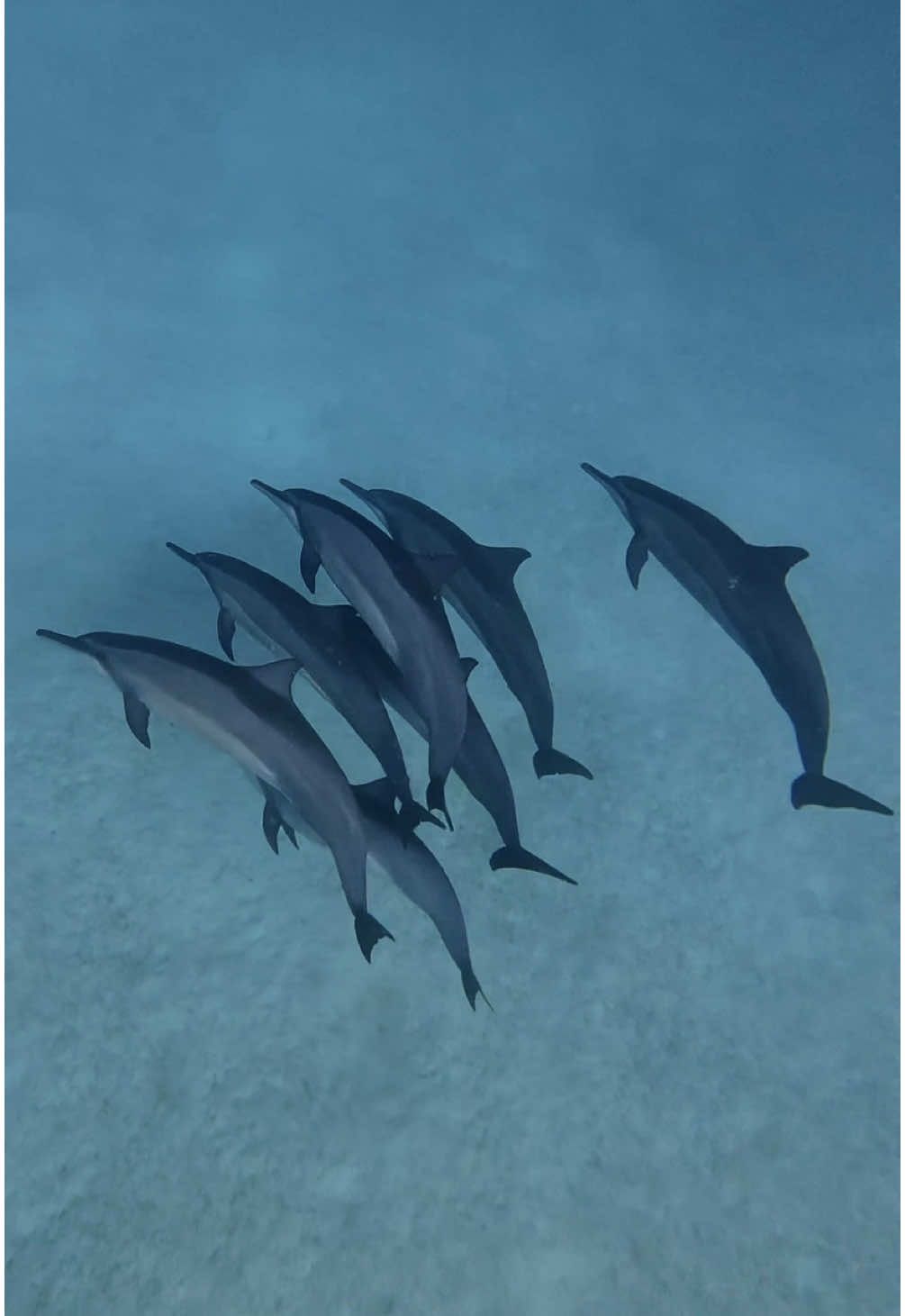 The ocean was full of 🐬 #dolphins #maldives #ocean 