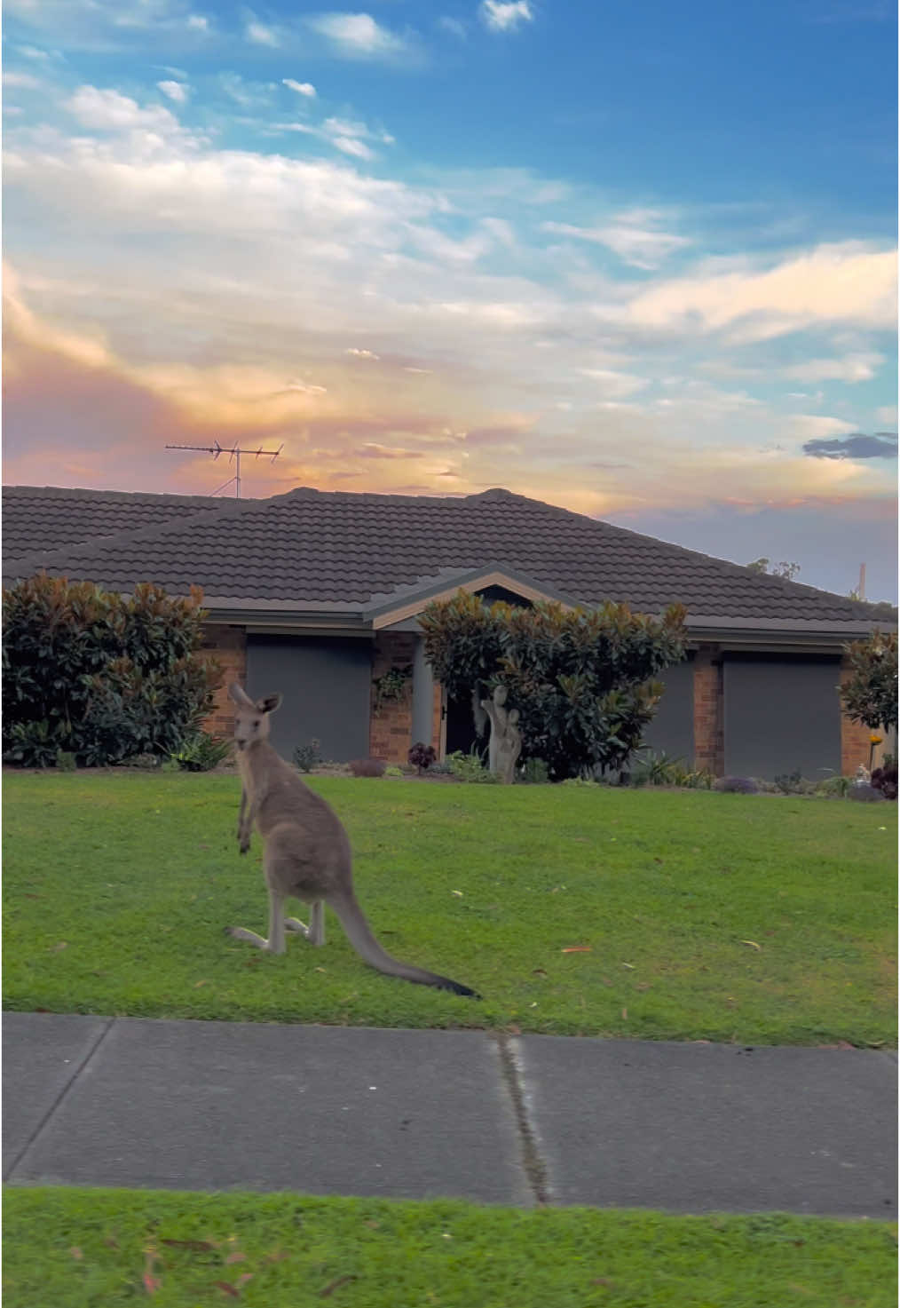 #kangaroo #meanwhileinaustralia #cuteanimals #australia #neighborhood #town #australianlife 