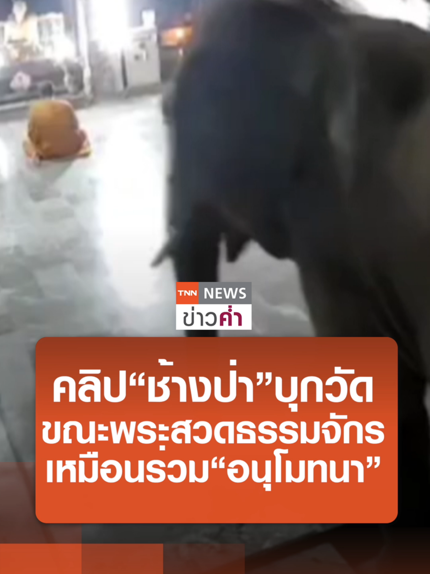 คลิป“ช้างป่า”บุกวัด ขณะพระสวดธรรมจักร เหมือนร่วม“อนุโมทนา” | TNN ข่าวค่ำ | 27 ธ.ค. 67 #ช้างป่า #วัดถ้ำสาริกา #สวดพระธรรมจักร #ข่าว #ข่าวtiktok #TNN #TNNข่าวค่ำ