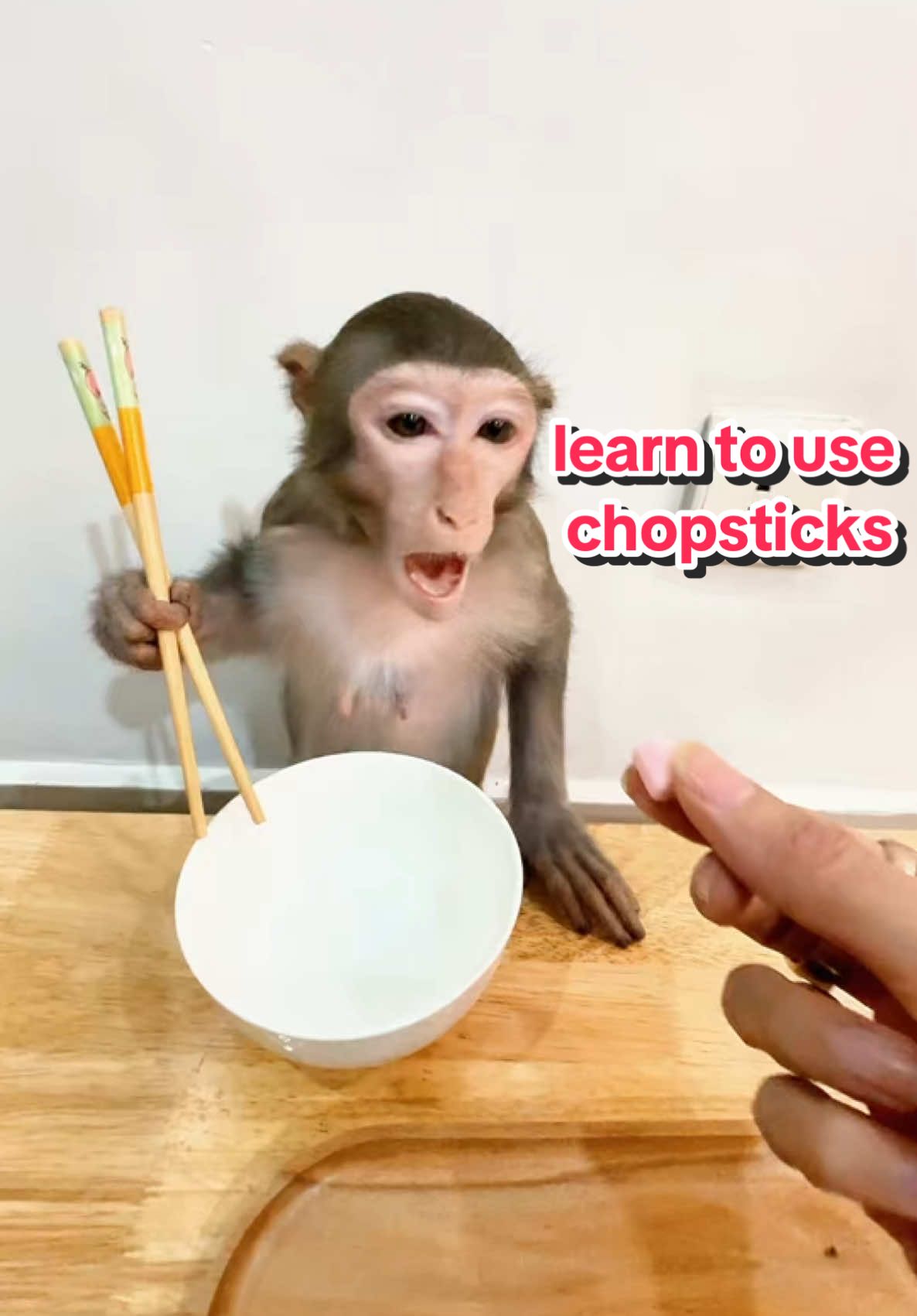 Cách mà tôi dạy khỉ Bon học ăn bằng đũa #monkey #monkeycute #monkeybonbon #monkeyfamily #monkeyfunny #monkeysmart #khỉ #khỉthôngminh #dongvat #thucung 