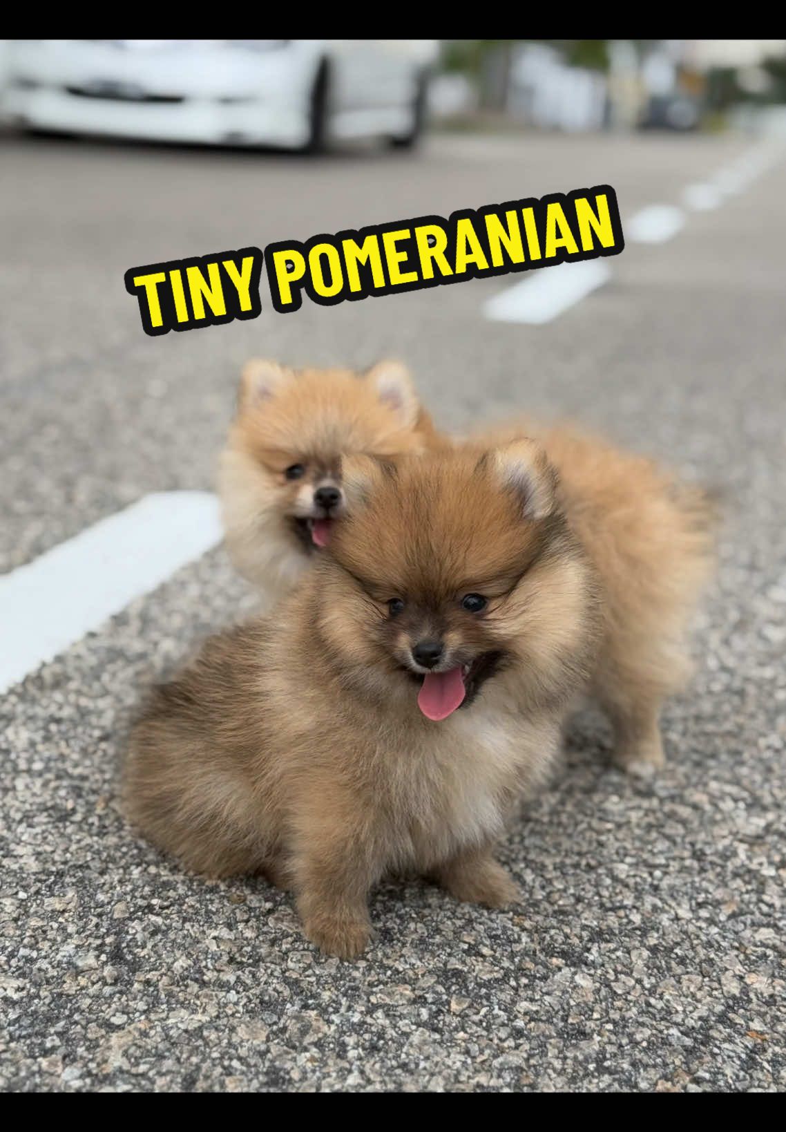 #tinypomeranian #pomeranian #pom #penang #toypoodle #kedah #tinypomeranian #pomeranian #pom #shihtzu #shihtzusoftiktok #poodle #toypoodle #tinypoodlepuppy #puppy #surprise #puppies #tinypuppy #shihtzupuppy #kedah #kelantan #ipoh #perak #taiping #penang #jb #johor #seremban #kl #kualalumpur #rawang #selangor #cameronhighland #pangkorisland 