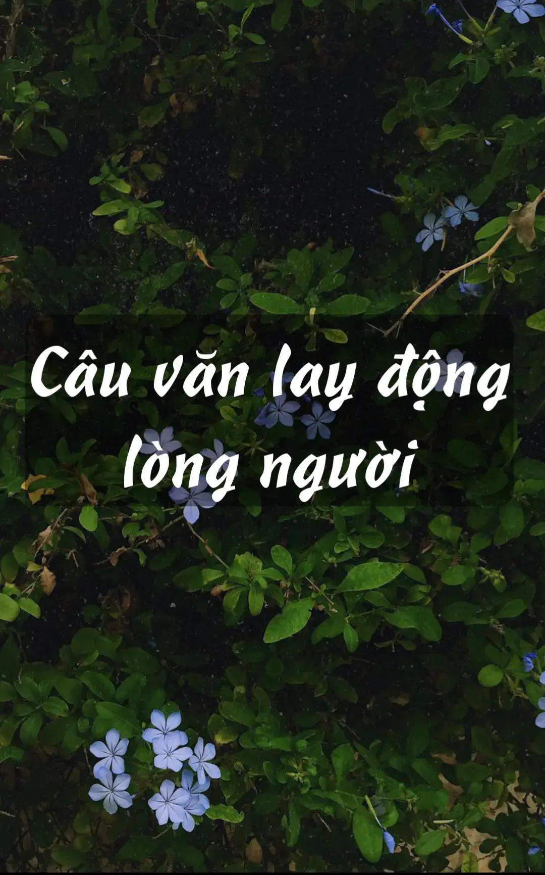 Mưa sẽ không rơi mãi,  Bài hát yêu thích sẽ không nghe lại cả đời.  #tuha80203002 #ngontu #nghethuat #hocvan #thivi #camxuc #tinhyeu #viral #xuhuong 